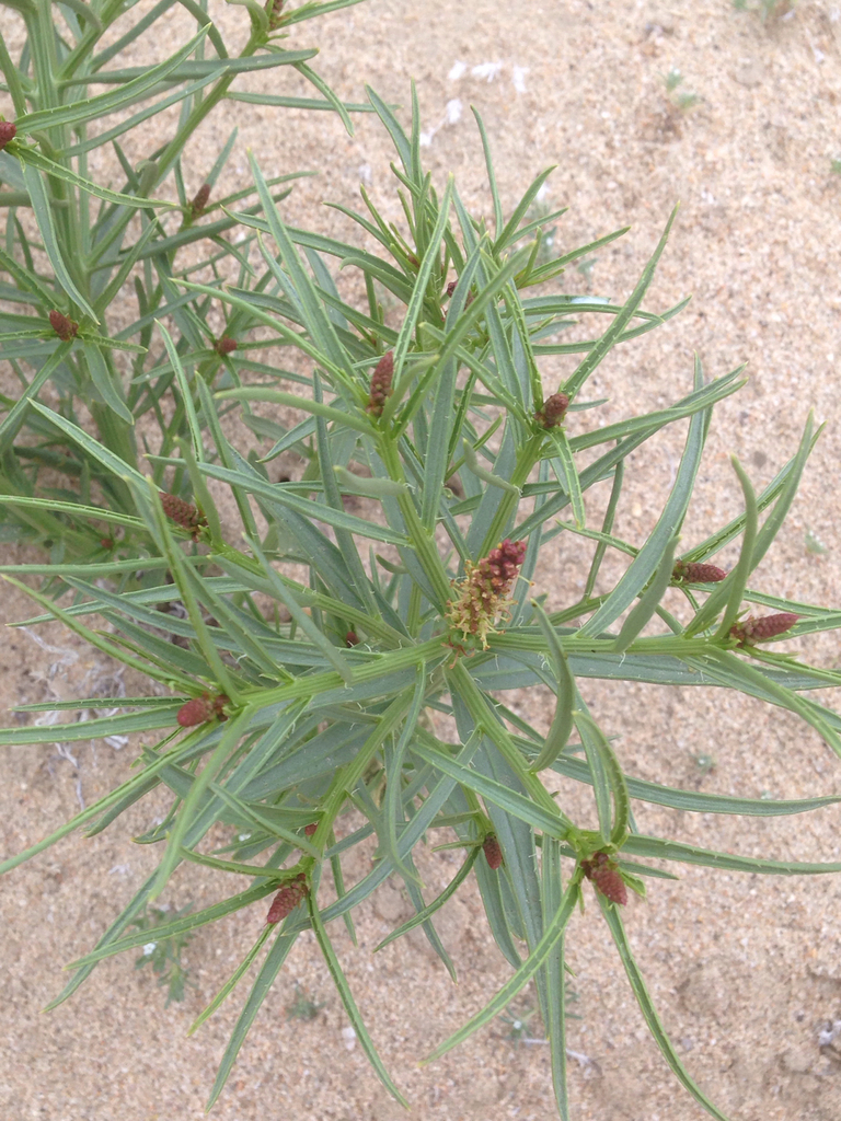Stillingia paucidentata (Mojave stillingia), native California herb