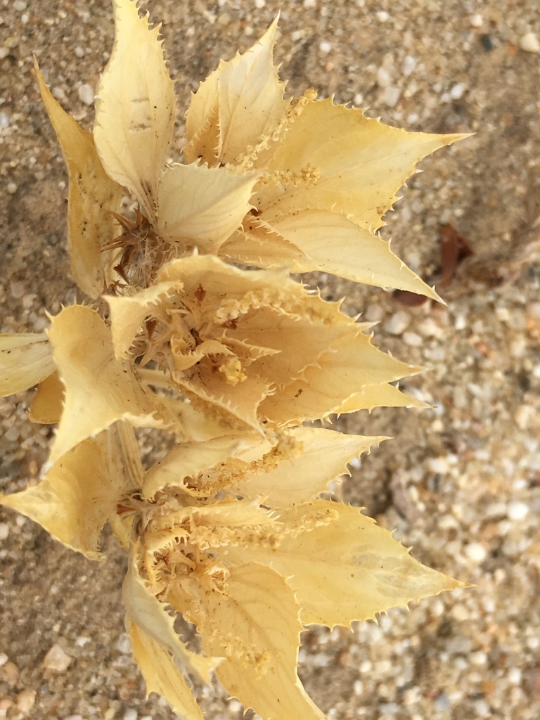 Stillingia sp., native California perennial