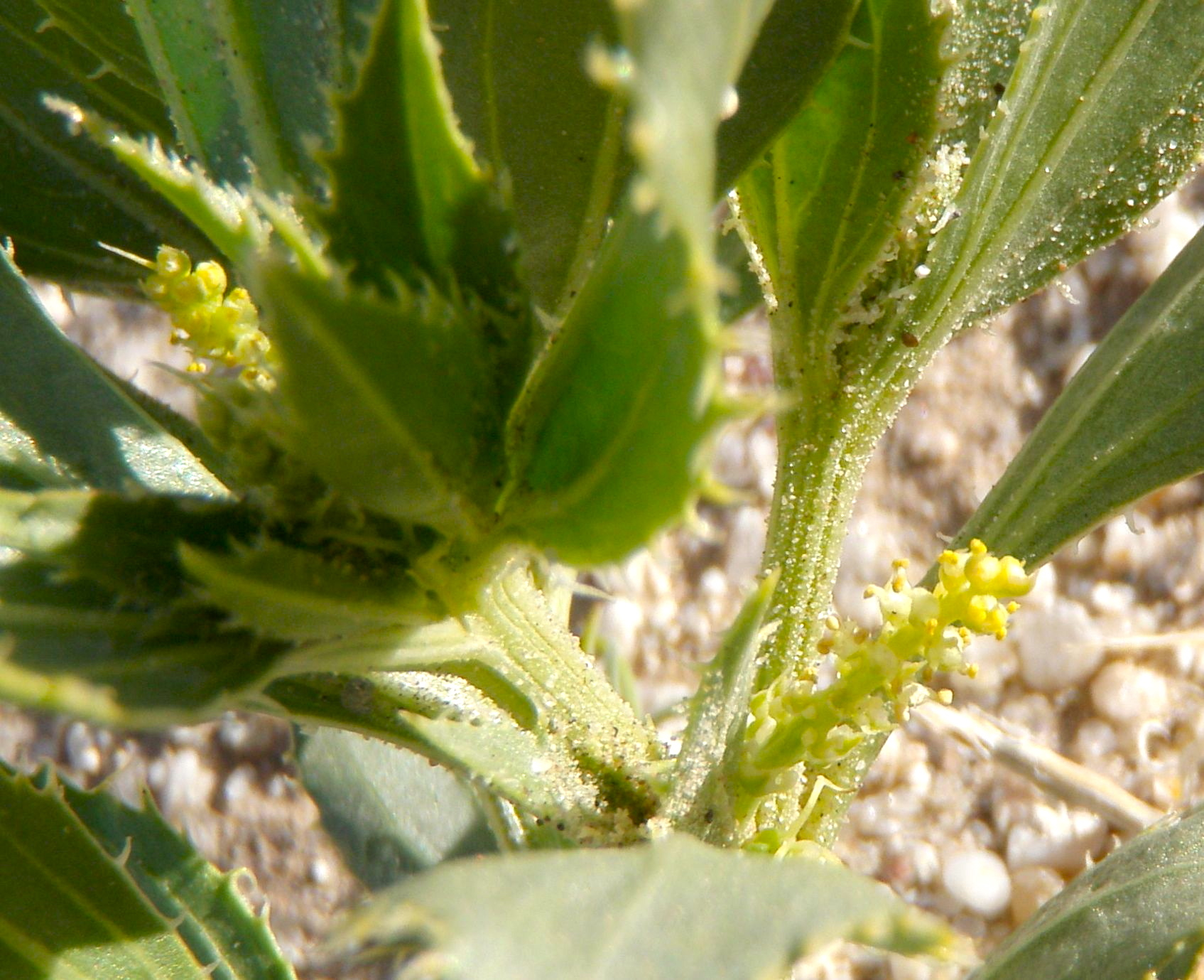 Stillingia spinulosa (Annual stillingia), native California herb