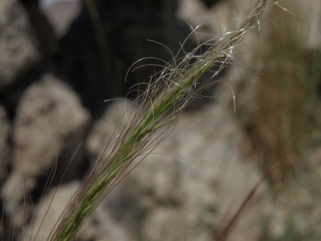 Stipa arida (Mormon needle grass), native California grass