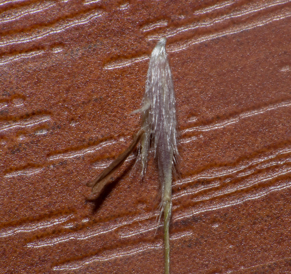 Stipa brachychaeta (Puna needle grass), non-native California grass