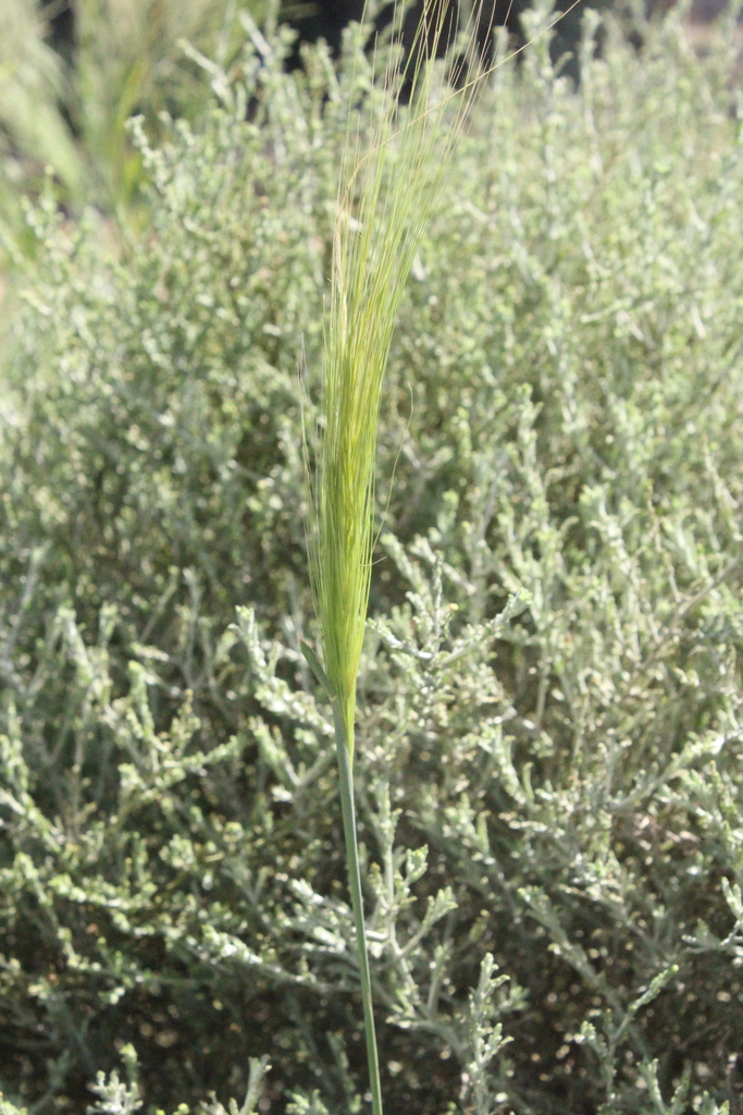 Stipa capensis (Cape rice grass), non-native California grass