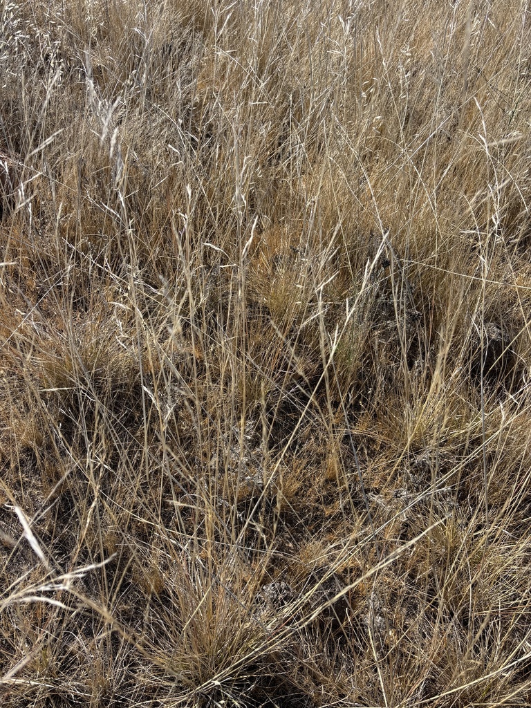 Stipa cernua (Nodding needle grass), native California grass