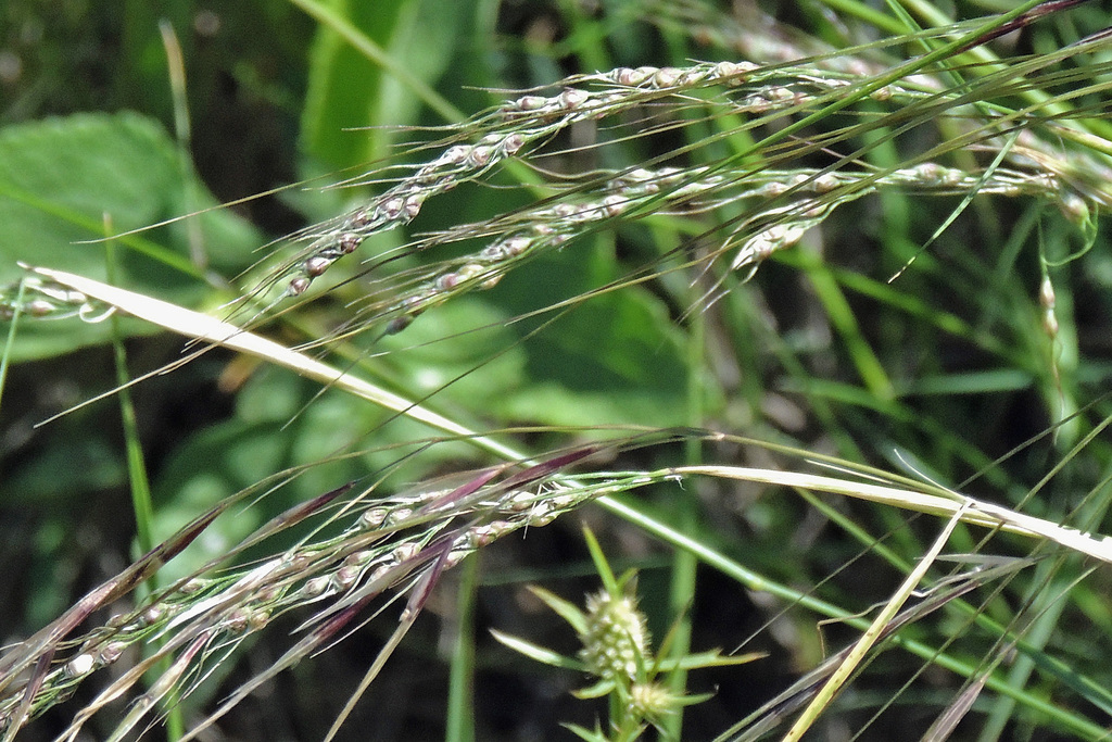 Stipa chaetophora (Stipoid rice grass), non-native California grass