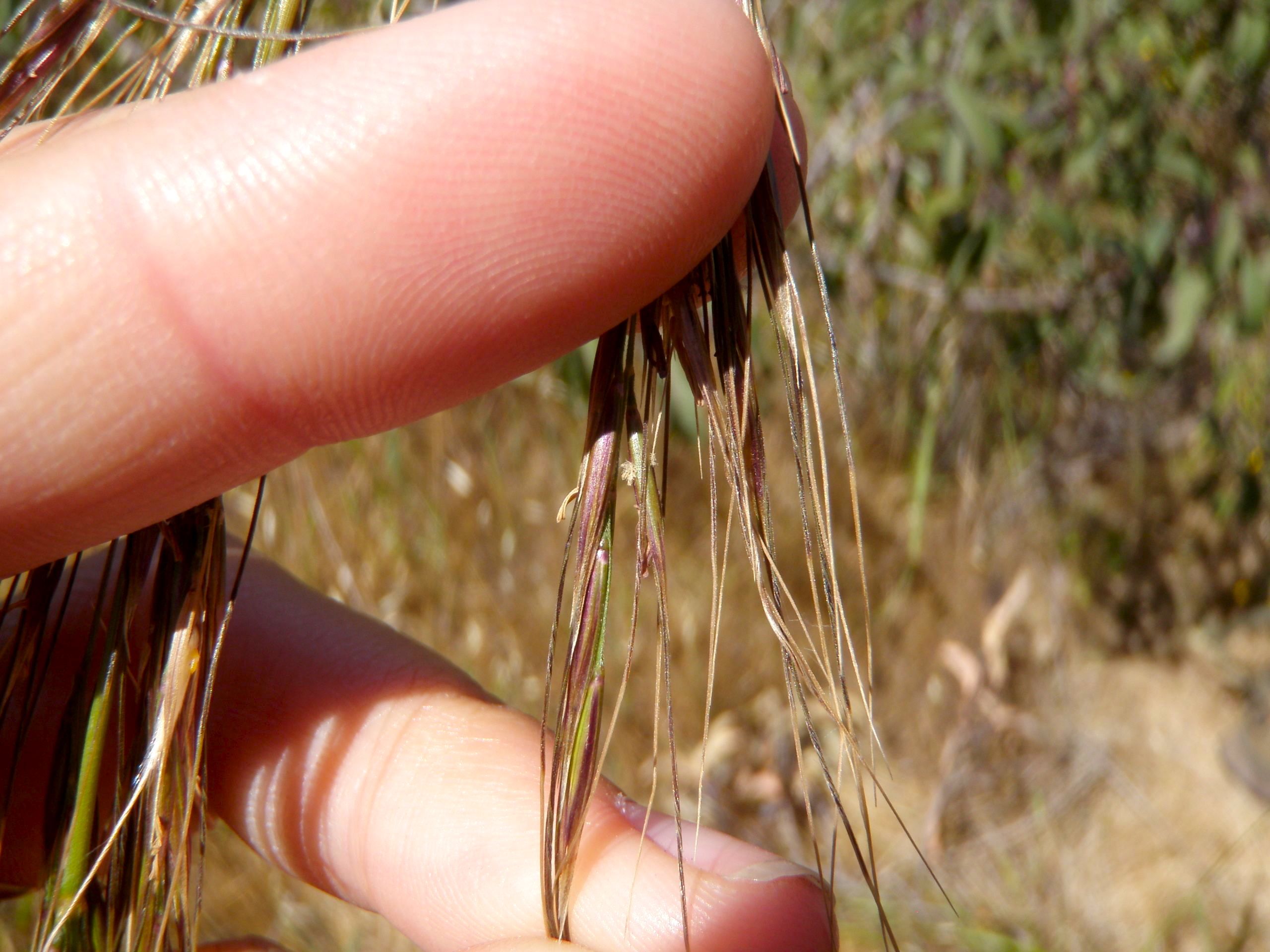 Stipa coronata (Crested needle grass), native California grass