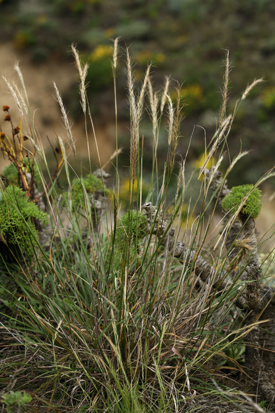 Stipa diegoensis (San diego needle grass), native California grass