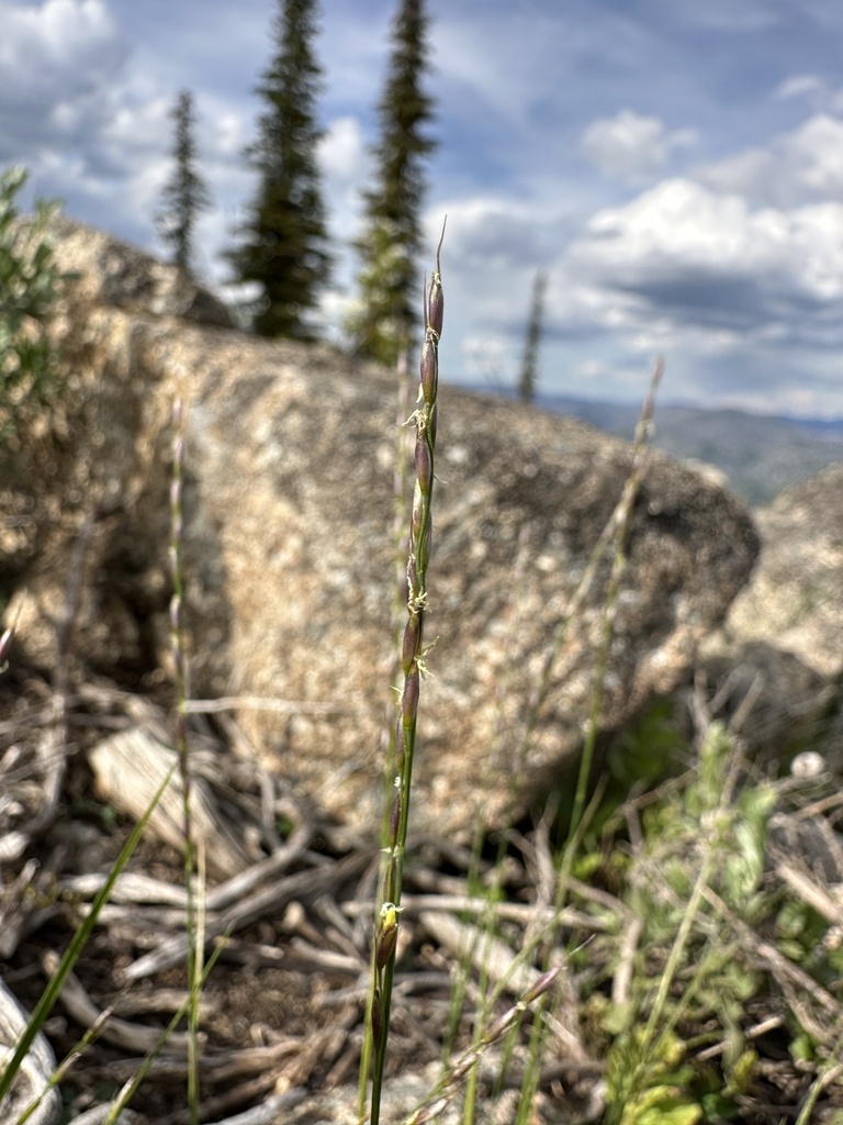 Stipa exigua (Little rice grass), native California grass