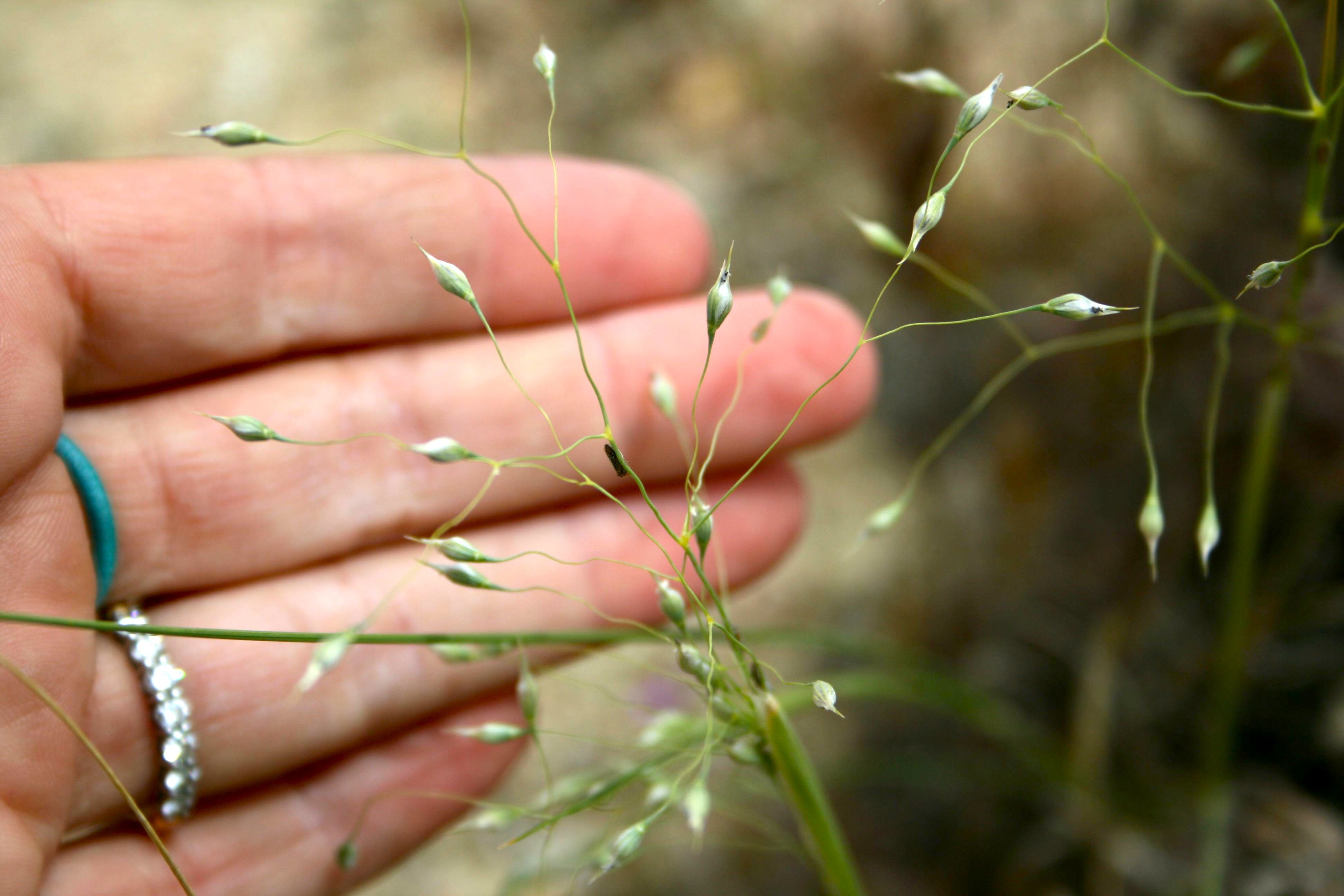 Stipa hymenoides (Sand rice grass), native California grass
