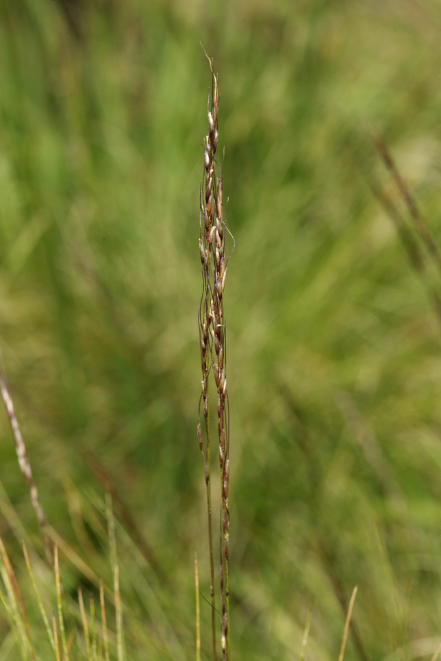 Stipa kingii (King's rice grass), native California grass
