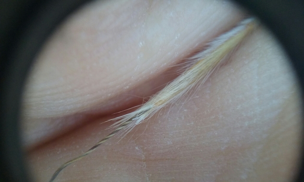 Stipa latiglumis (Wide-glumed needle grass), native California grass