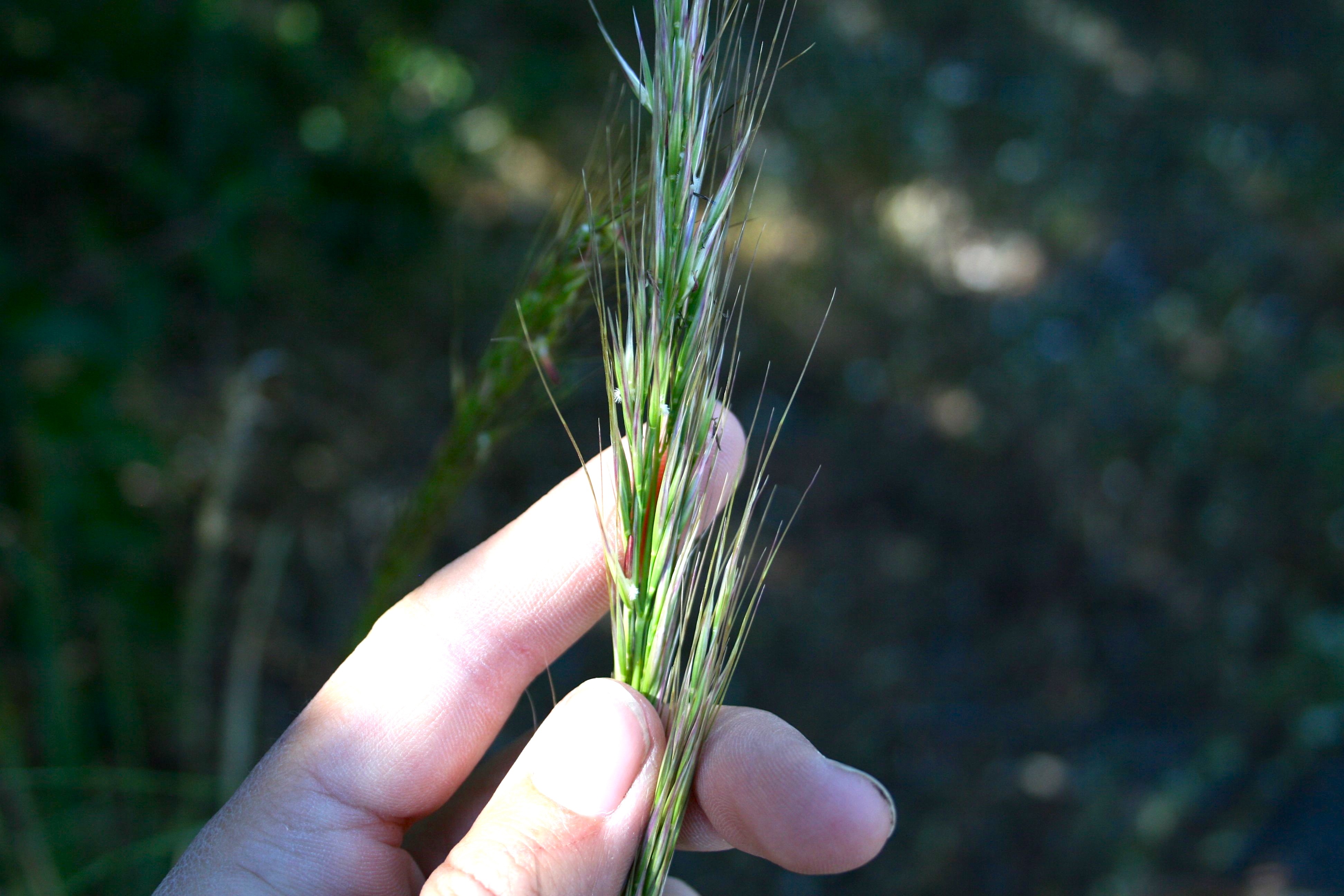 Stipa lemmonii — parent species of Stipa lemmonii var. pubescens