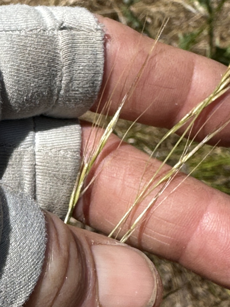 Stipa lepida (Foothill needle grass), native California grass