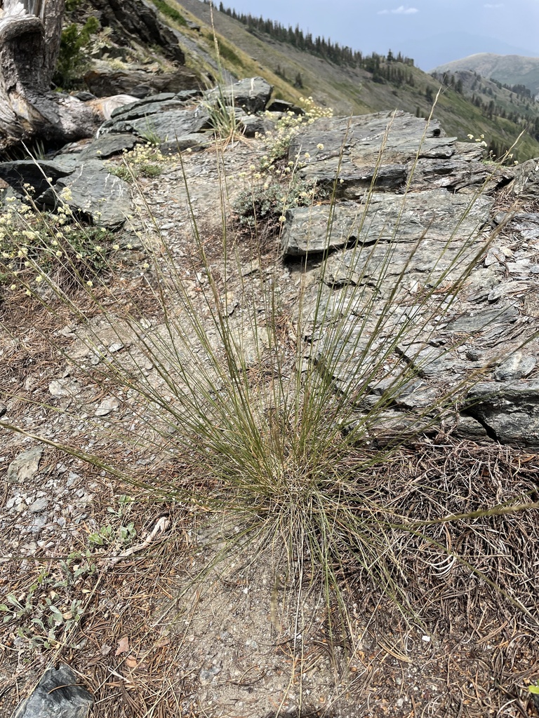 Stipa lettermanii (Letterman's needle grass), native California grass
