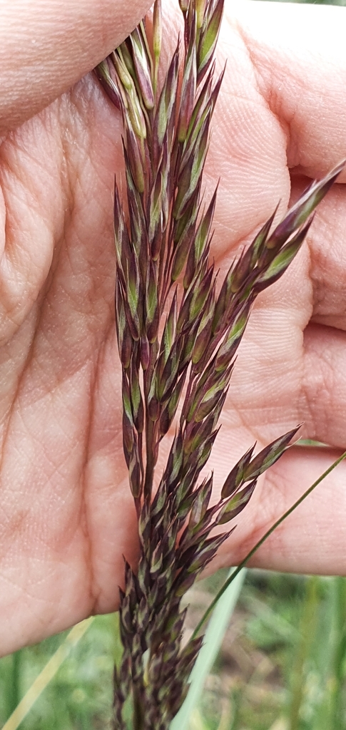 Stipa mauritanica (Mauritanian grass), non-native California grass