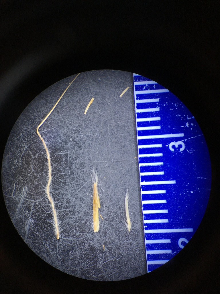 Stipa nevadensis (Nevada needle grass), native California grass