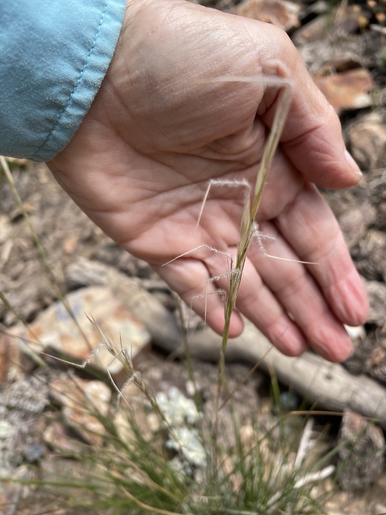 Stipa occidentalis — parent species of Stipa occidentalis var. occidentalis