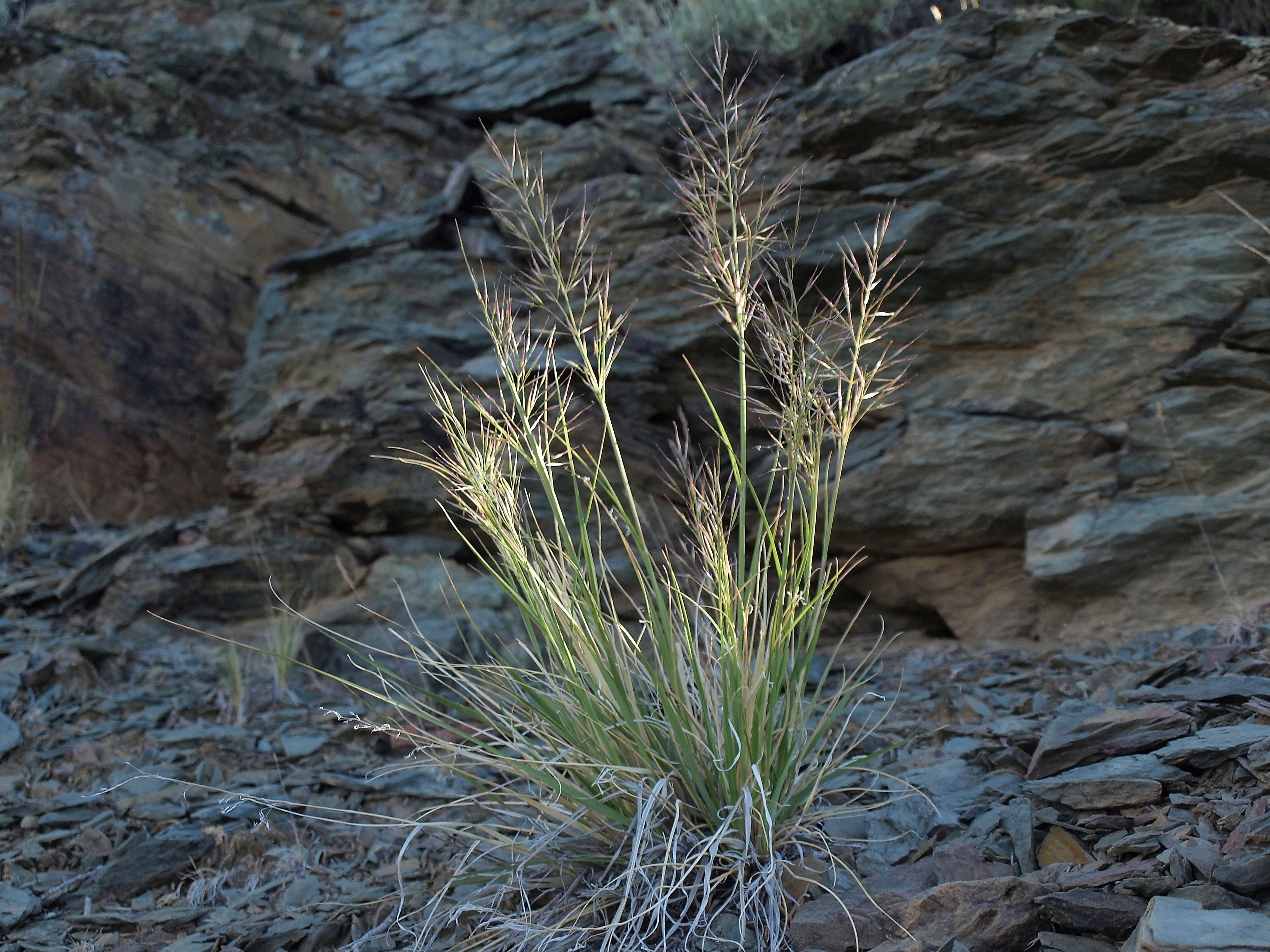 Stipa parishii var. parishii (Parish's needlegrass), native California grass