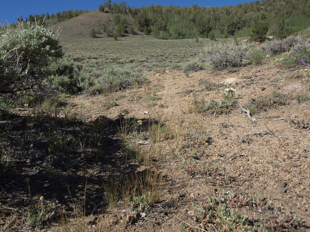 Stipa pinetorum (Pinewoods needle grass), native California grass