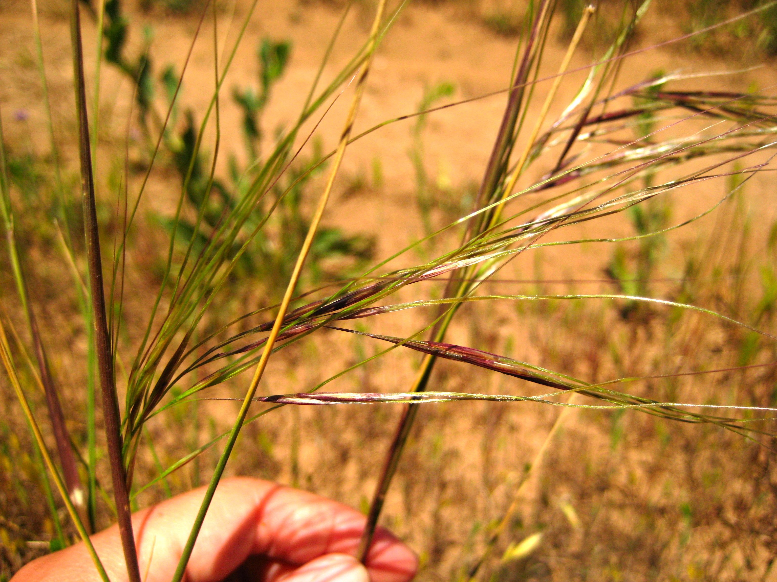 Stipa pulchra (Purple needle grass), native California grass