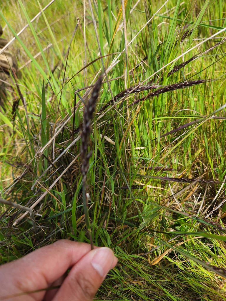 Stipa purpurata (Bristly needle grass), non-native California grass
