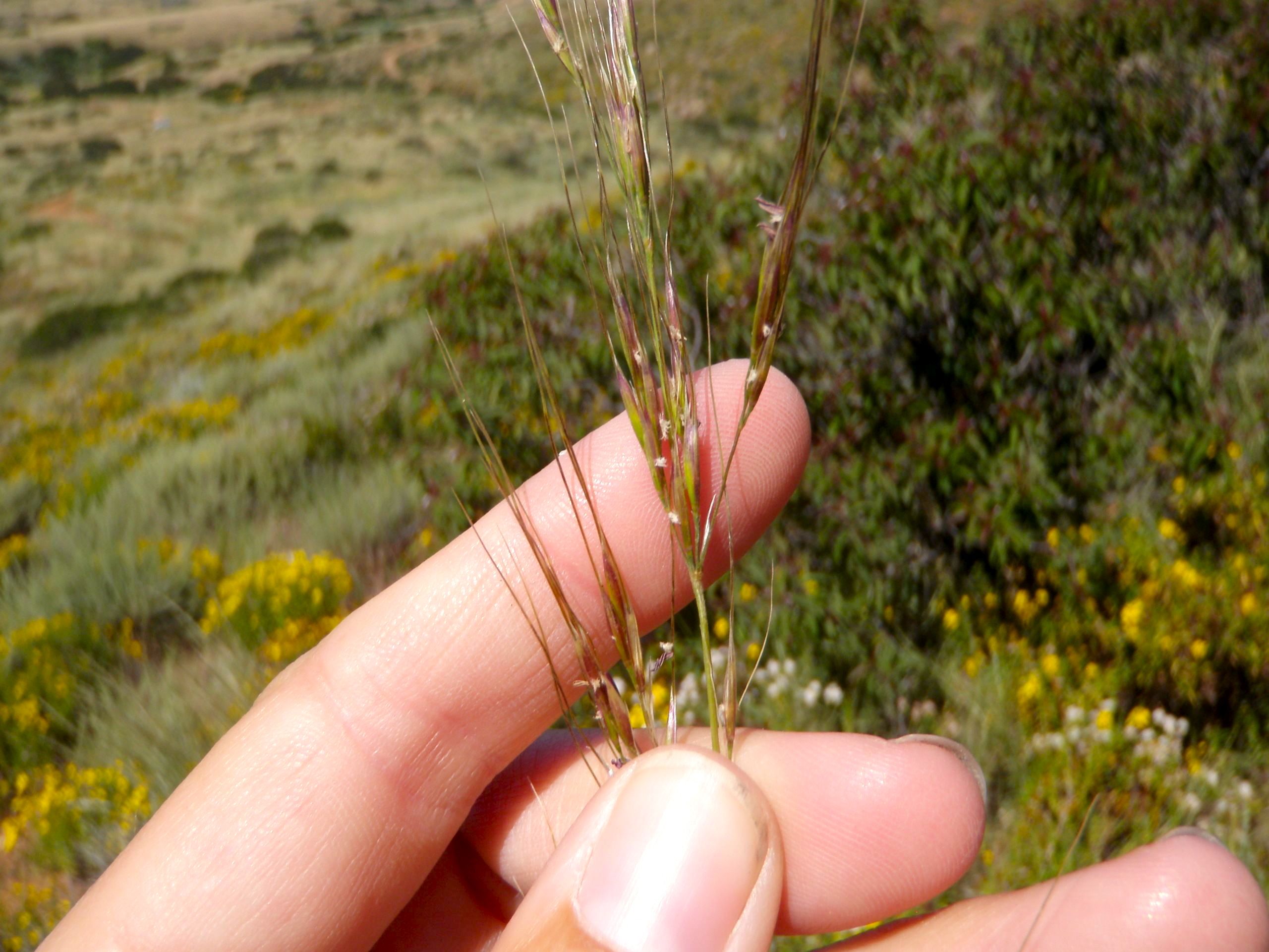Stipa sp. (Needle grass), non-native California perennial