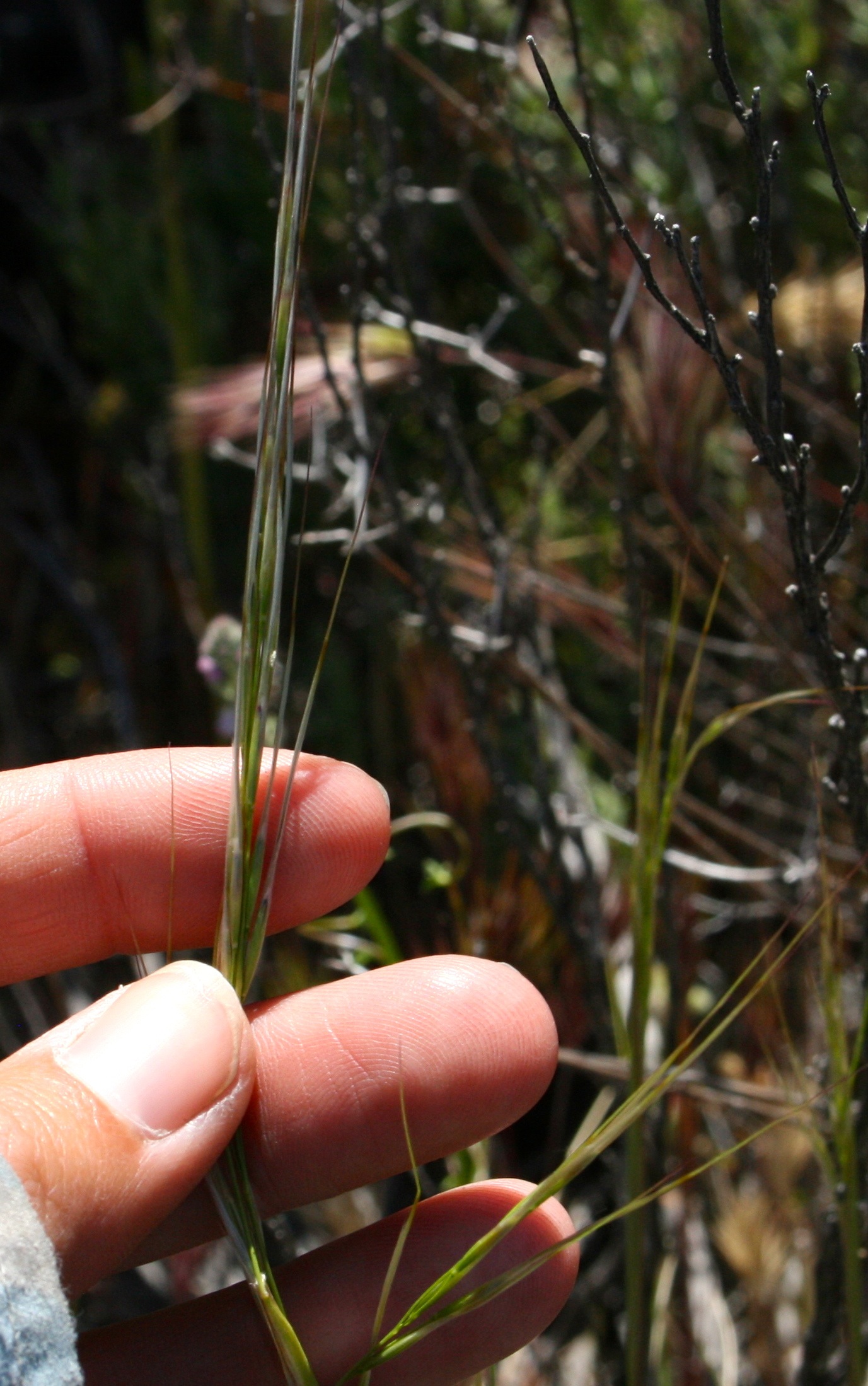 Stipa speciosa (Desert needle grass), native California grass