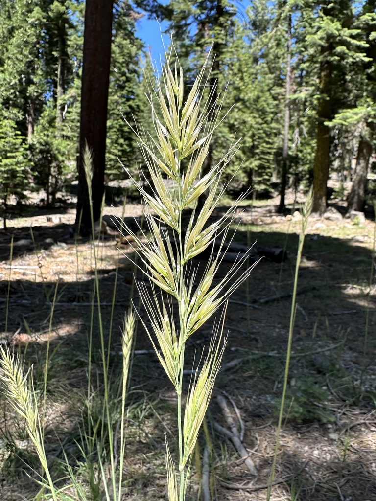 Stipa stillmanii (Stillman's needle grass), native California grass
