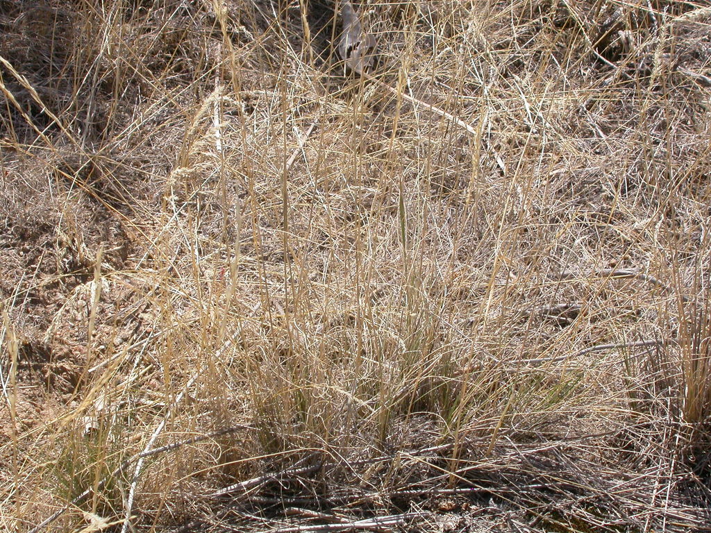 Stipa thurberiana (Thurber's needle grass), native California grass
