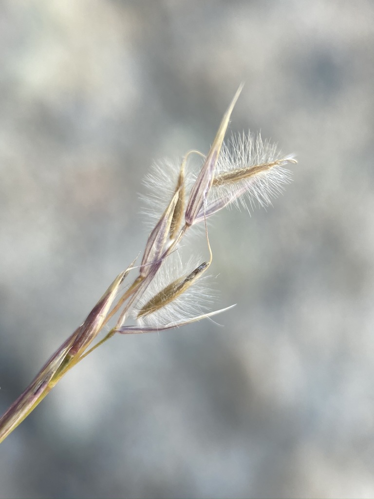 Stipa webberi (Webber's needle grass), native California grass