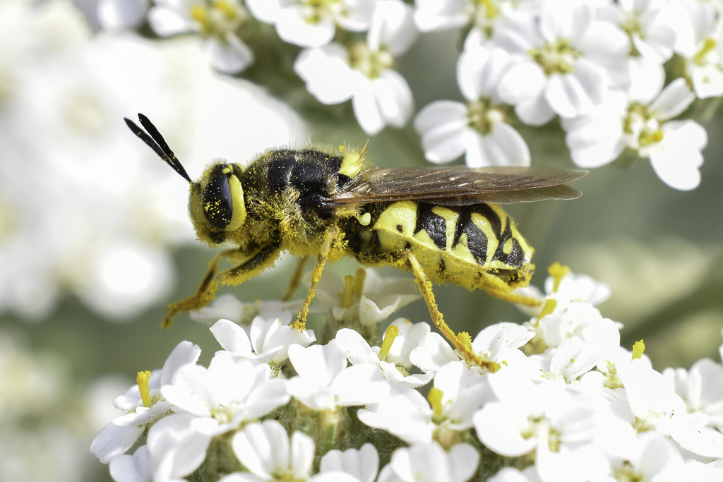 Stratiomys maculosa, California species
