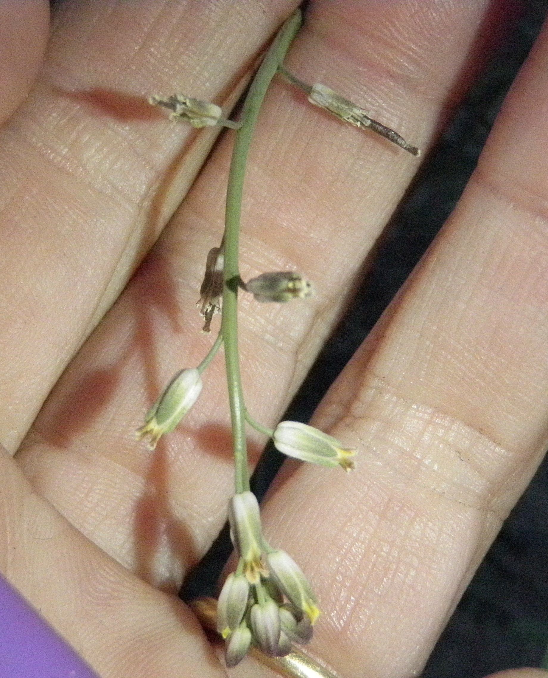 Streptanthella longirostris (Long beaked twist flower), native California herb
