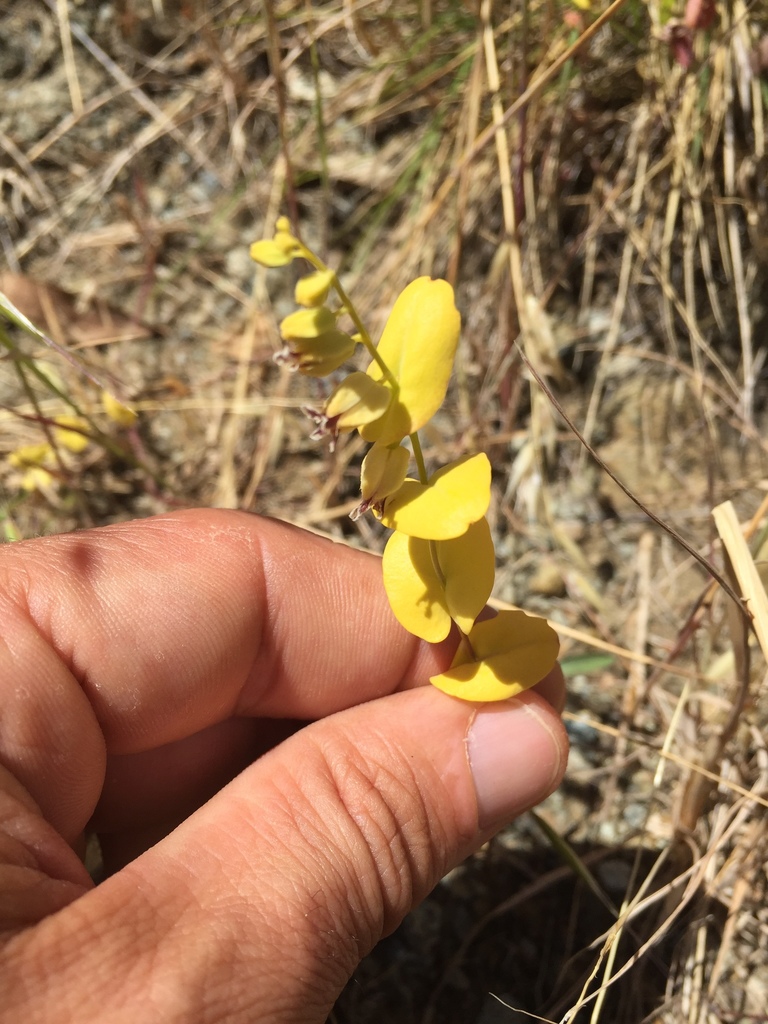 Streptanthus anomalus (Mount burdell jewelflower), native California annual
