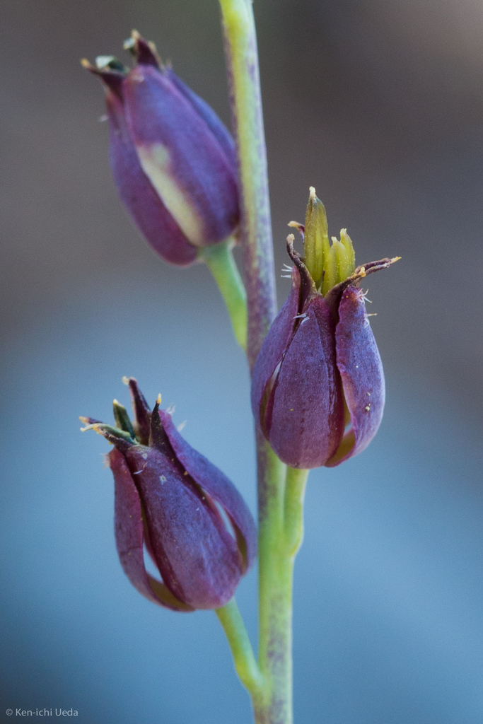 Streptanthus barbatus (Pacific jewelflower), native California herb