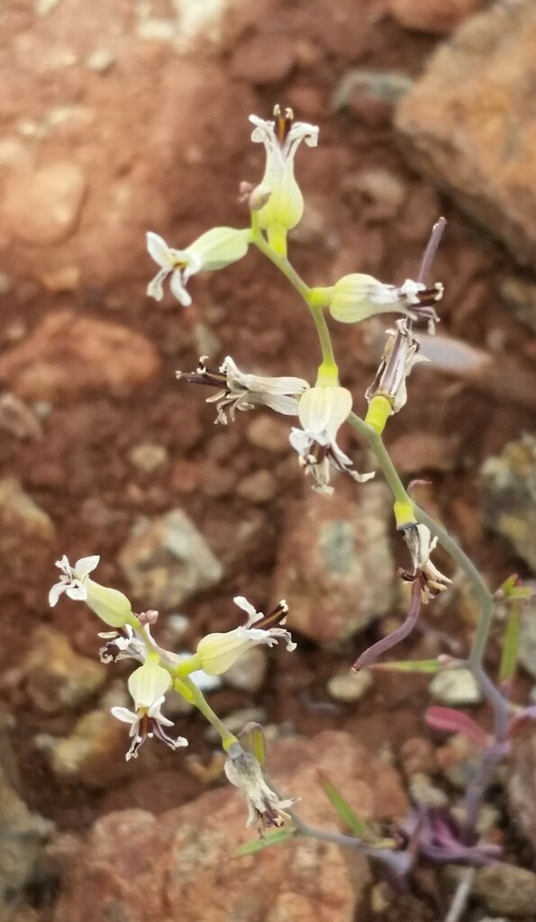 Streptanthus barbiger (Bearded jewelflower), native California herb