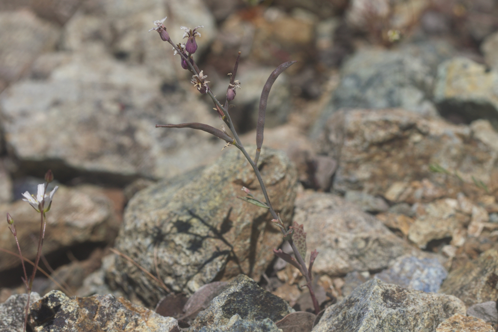 Streptanthus batrachopus (Tamalpais jewelflower), native California herb