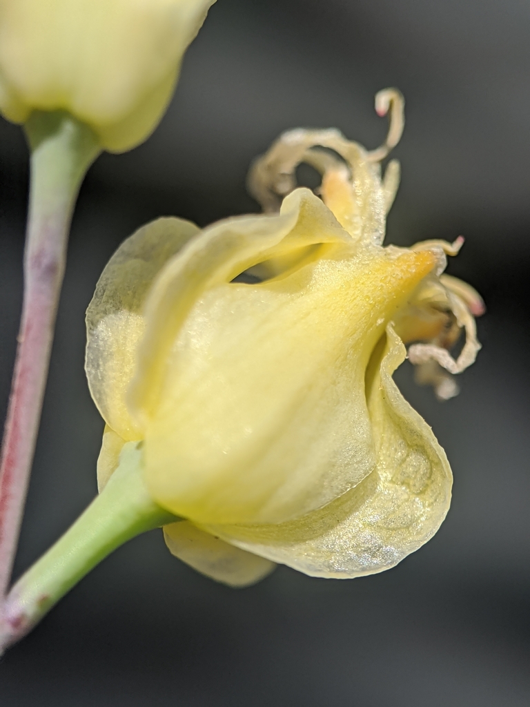 Streptanthus bernardinus (Laguna mountains jewelflower), native California subshrub