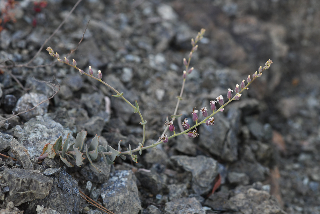 Streptanthus brachiatus (Socrates mine jewelflower), native California subshrub