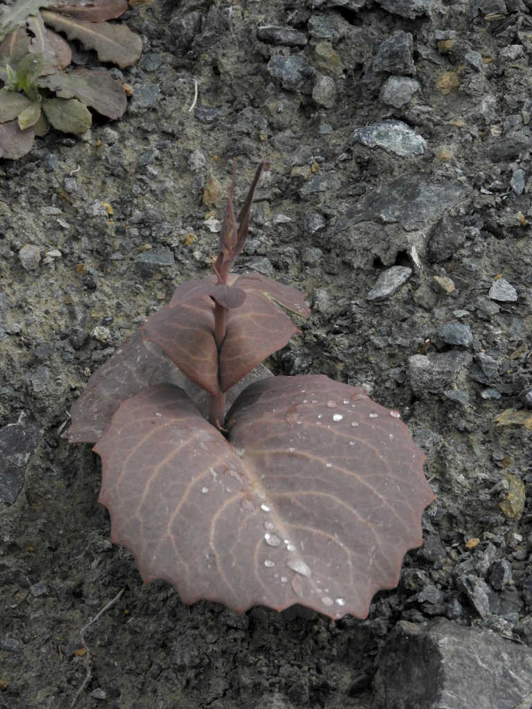 Streptanthus breweri (Brewer's jewelflower), native California herb