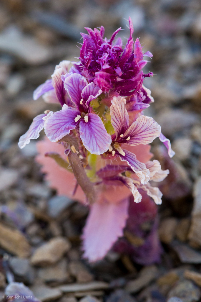 Streptanthus callistus (Mount hamilton jewelflower), native California herb