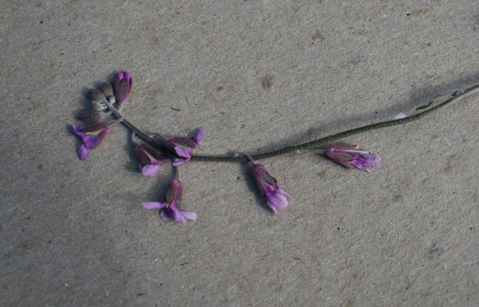 Streptanthus campestris (Southern jewelflower), native California herb