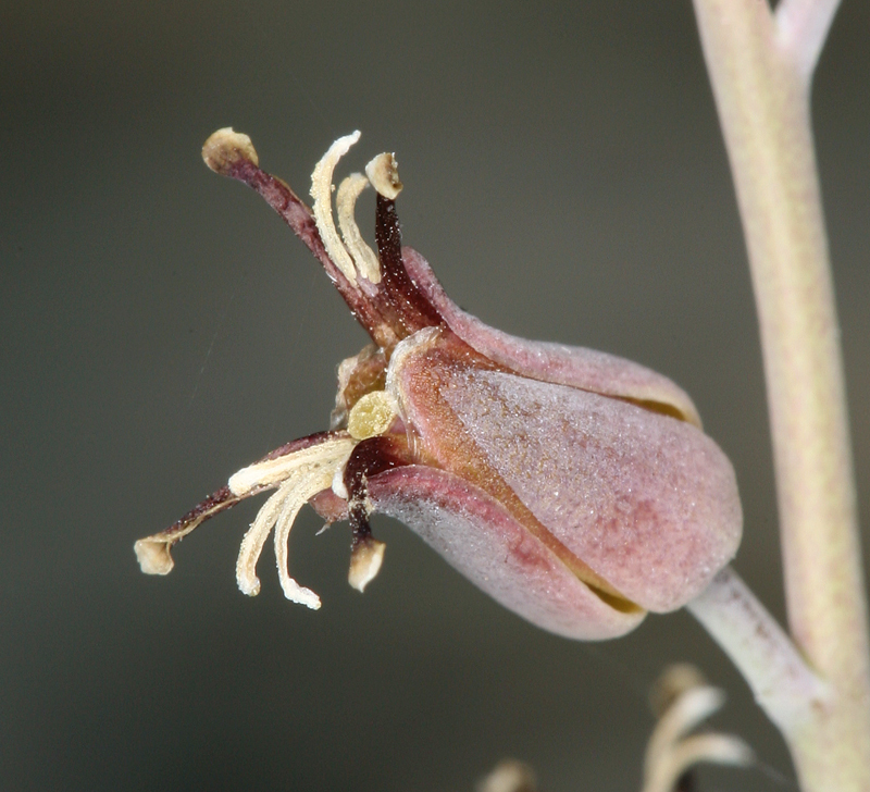 Streptanthus cordatus var. piutensis (Piute mountains jewelflower), native California subshrub