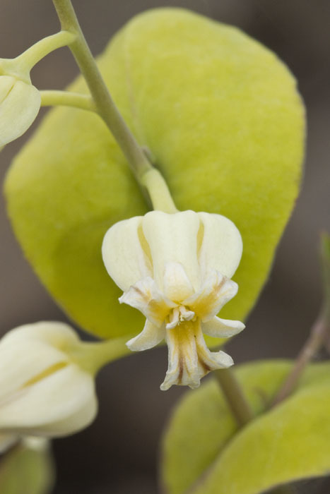 Streptanthus diversifolius (Varied-leaved jewelflower), native California herb