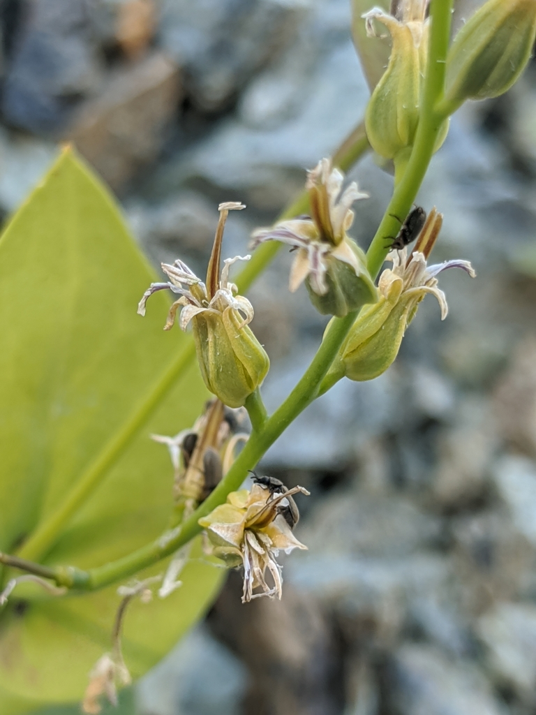 Streptanthus drepanoides (Sickle-fruit jewelflower), native California herb