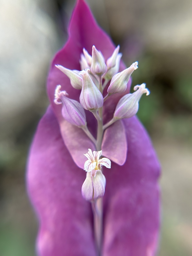 Streptanthus farnsworthianus (Farnsworth's jewelflower), native California herb
