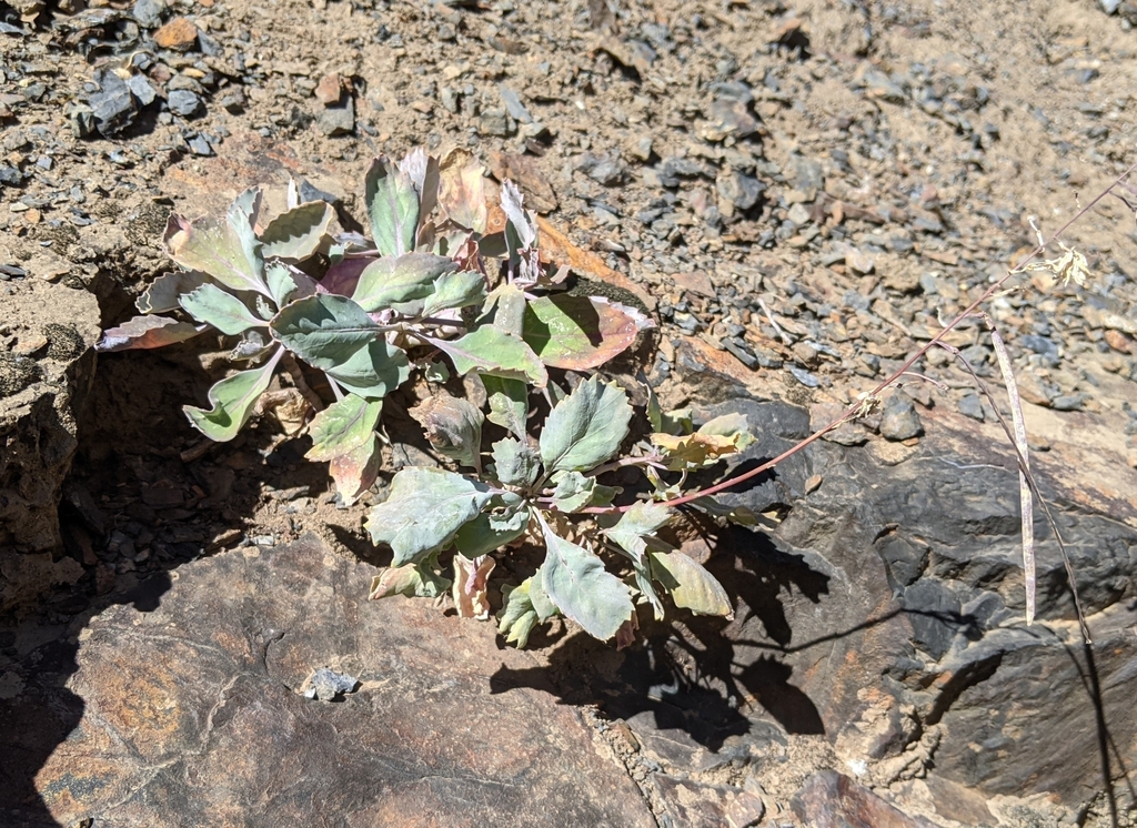 Streptanthus fenestratus (Tehipite valley jewelflower), native California herb