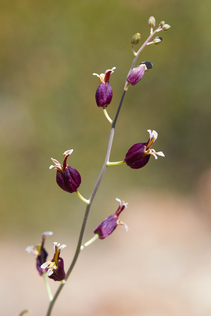 Streptanthus glandulosus (Bristly jewelflower), native California herb