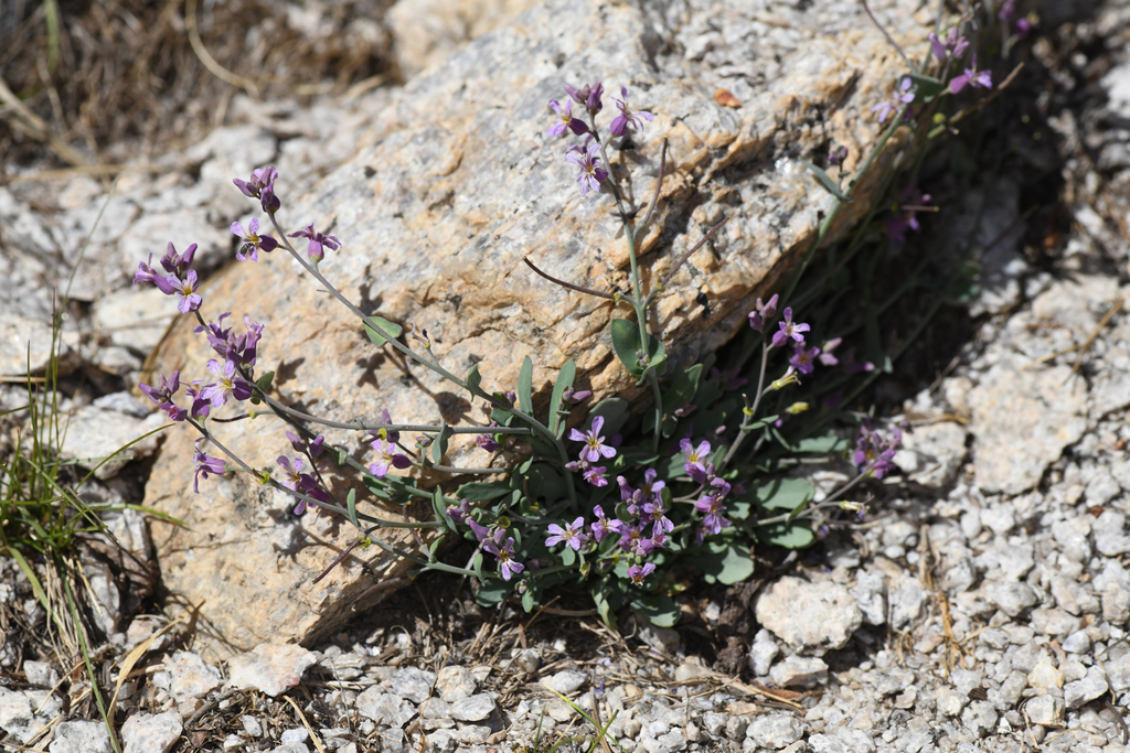 Streptanthus gracilis (Alpine jewelflower), native California herb