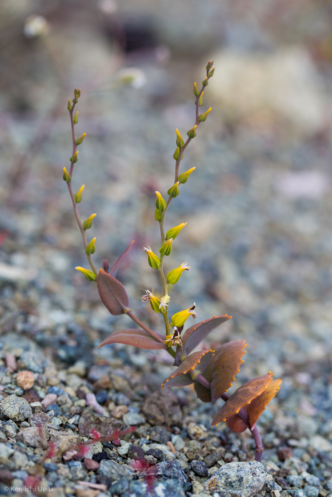 Streptanthus hesperidis (Green jewelflower), native California herb