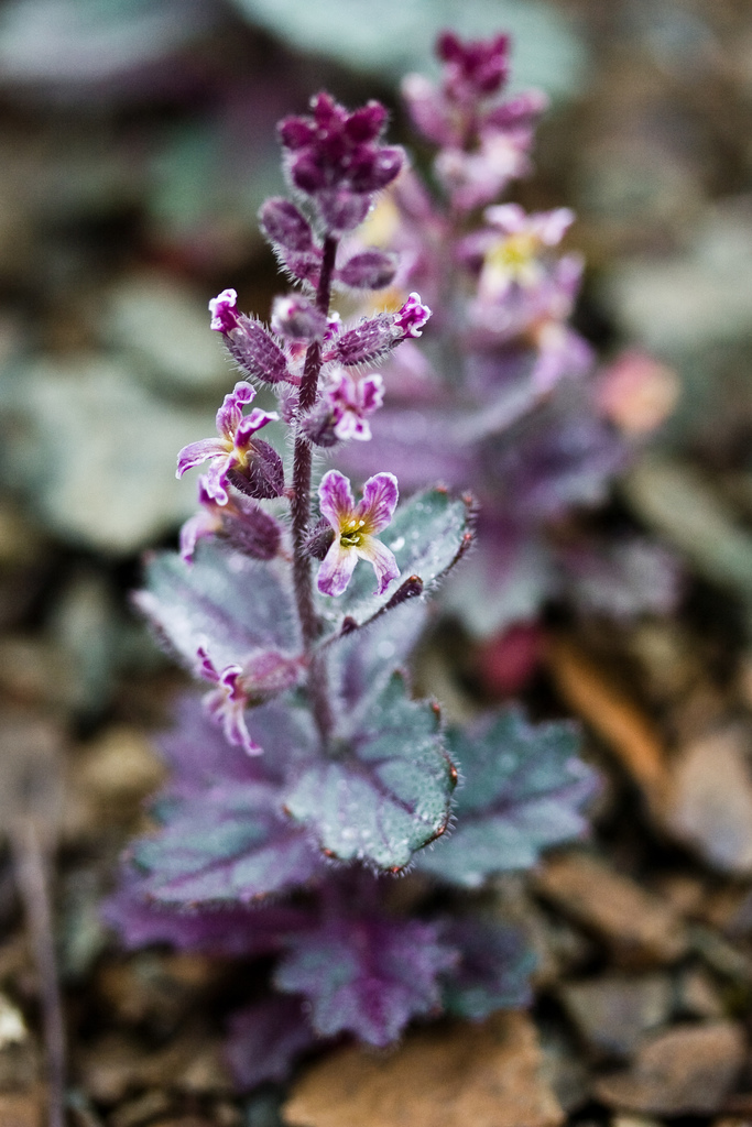 Streptanthus hispidus (Mount diablo jewelflower), native California herb
