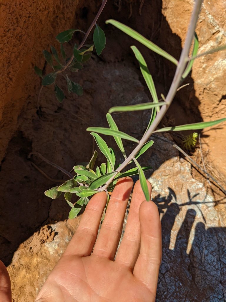 Streptanthus howellii (Howell's jewelflower), native California herb